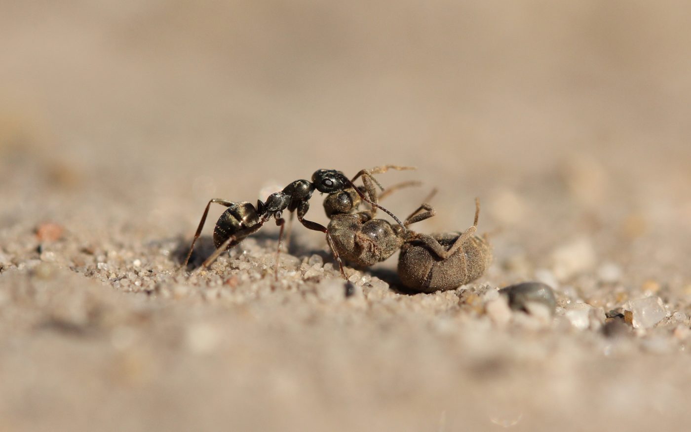 Western Honey bee, Apis mellifera, covered in dust, and an Ant